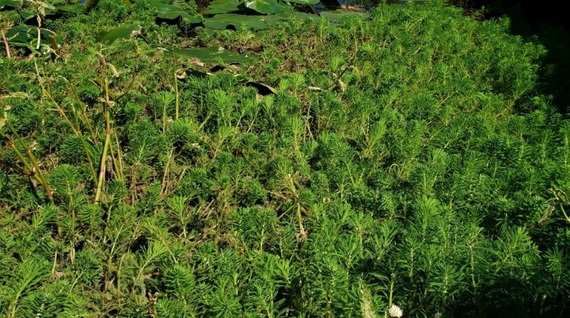 Figure 4 parrot feathers infesting a drainagejpg